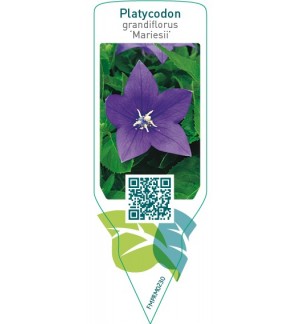 Platycodon grandiflorus ‘Mariesii’