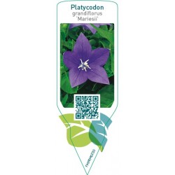 Platycodon grandiflorus ‘Mariesii’