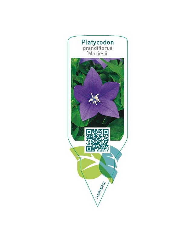 Platycodon grandiflorus ‘Mariesii’
