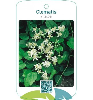 Clematis vitalba