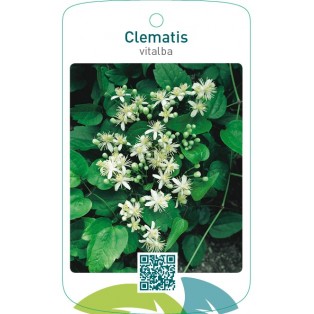 Clematis vitalba