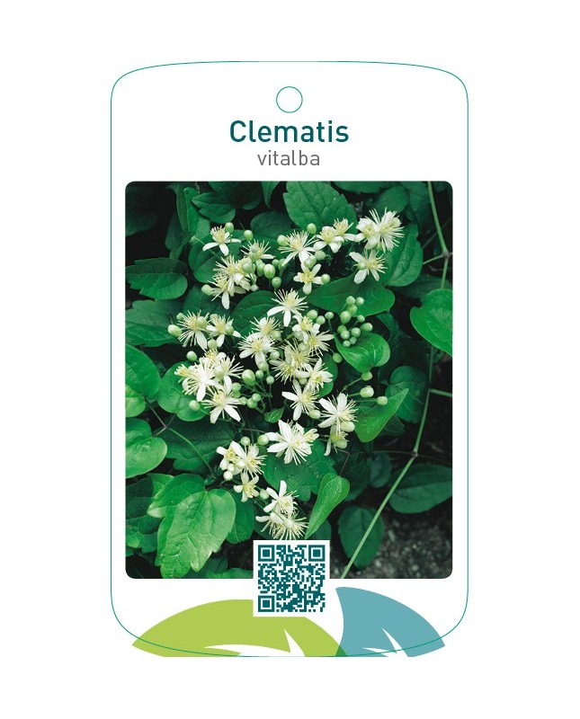 Clematis vitalba