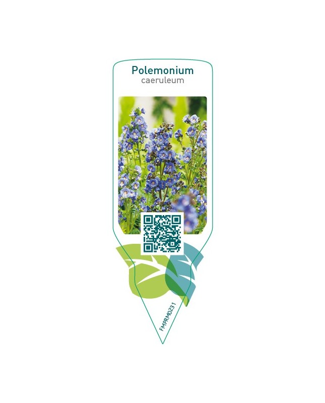 Polemonium caeruleum  blue