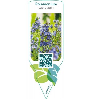Etichette di Polemonium caeruleum  blue *