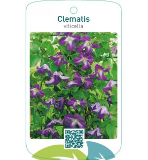 Clematis viticella