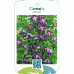 Clematis viticella