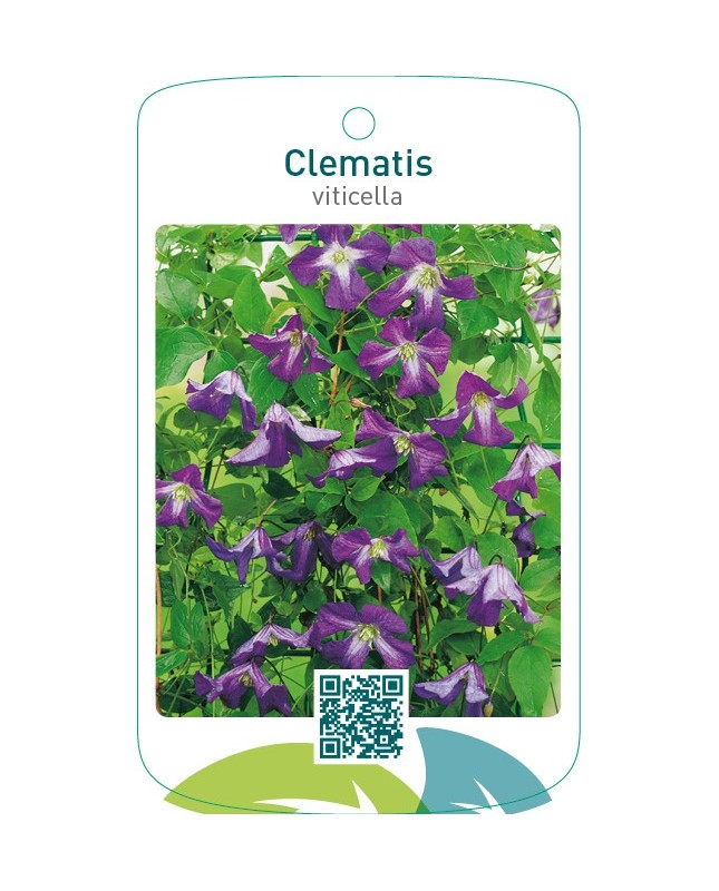 Clematis viticella