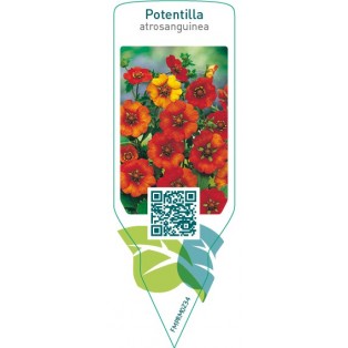 Potentilla atrosanguinea