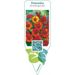 Potentilla atrosanguinea