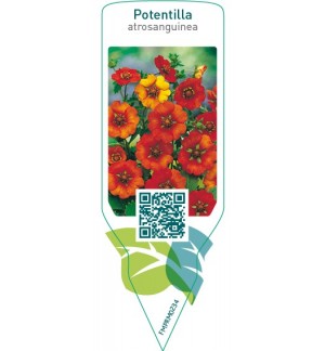 Etichette di Potentilla atrosanguinea *