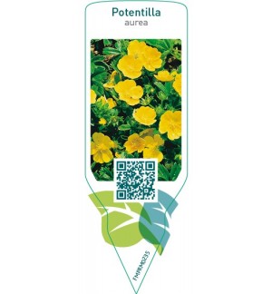 Potentilla aurea  yellow