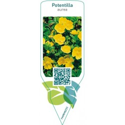 Potentilla aurea  yellow