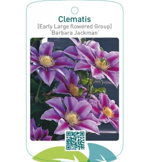 Clematis [Early Large flowered Group] ‘Barbara Jackman’   **