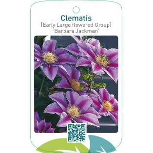 Clematis [Early Large flowered Group] ‘Barbara Jackman’   **