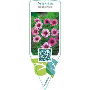 Potentilla nepalensis