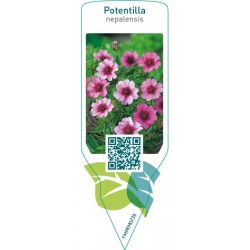 Potentilla nepalensis