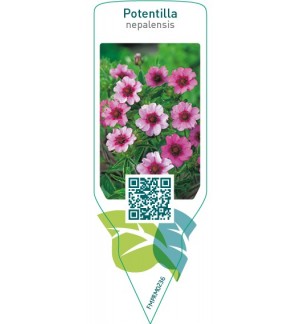 Etichette di Potentilla nepalensis *