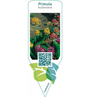 Etiquetas de Primula bullesiana  mix  *