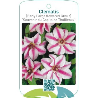 Clematis [Early Large flowered Group] ‘Souvenir du Capitaine