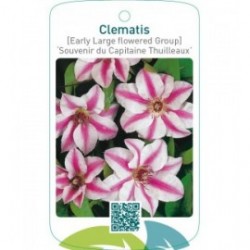 Clematis [Early Large flowered Group] ‘Souvenir du Capitaine