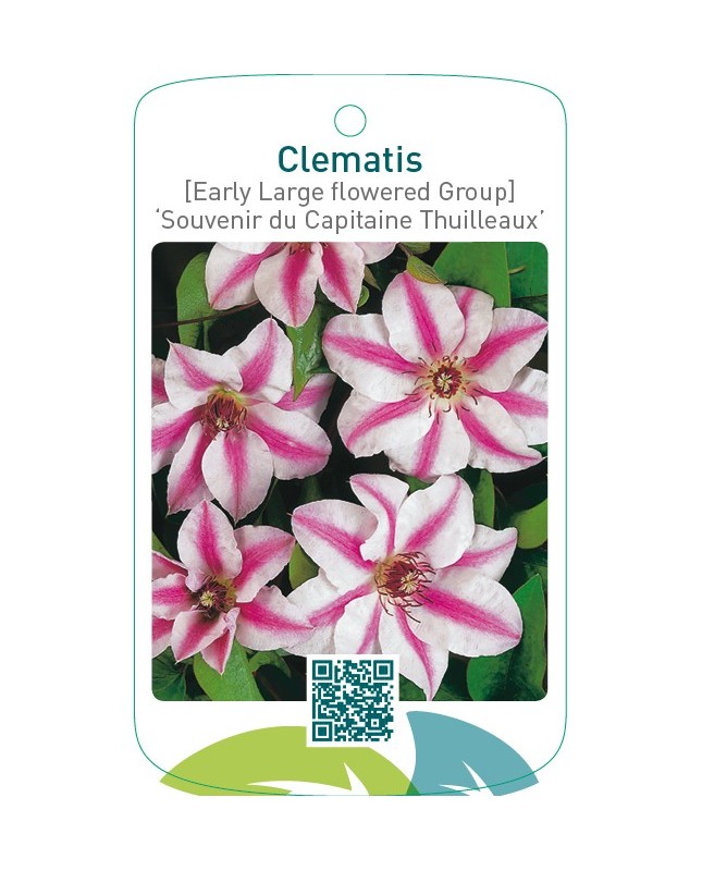 Clematis [Early Large flowered Group] ‘Souvenir du Capitaine