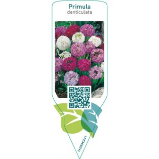 Primula denticulata  mix