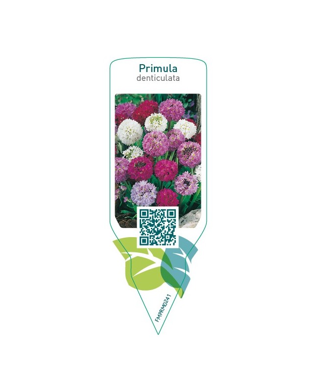 Primula denticulata  mix