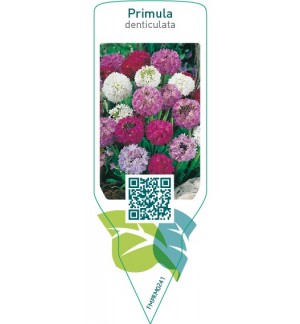 Etiquetas de Primula denticulata  mix *