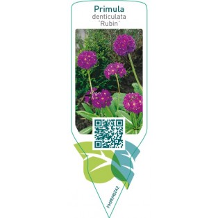 Primula denticulata ‘Rubin’