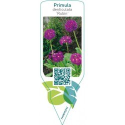 Primula denticulata ‘Rubin’