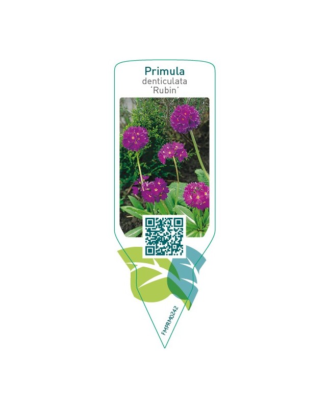 Primula denticulata ‘Rubin’
