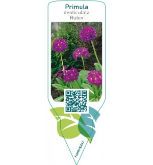 Etiquetas de Primula denticulata ‘Rubin’ *