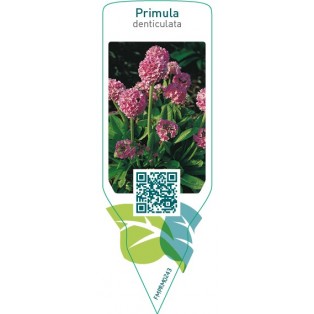 Primula denticulata  pink