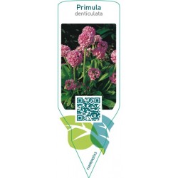 Primula denticulata  pink