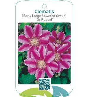 Clematis [Early Large flowered Group] ‘Dr Ruppel’