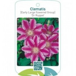 Clematis [Early Large flowered Group] ‘Dr Ruppel’