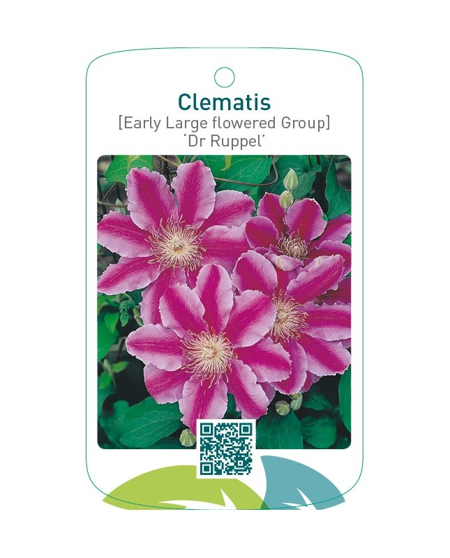 Clematis [Early Large flowered Group] ‘Dr Ruppel’