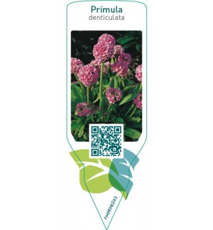 Etiquetas de Primula denticulata  pink *