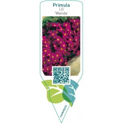 Primula (J) ‘Wanda
