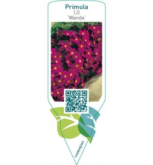 Etichette di Primula (J) ‘Wanda *