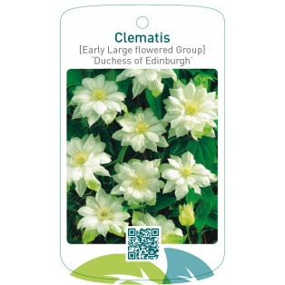Clematis [Early Large flowered Group] ‘Duchess of Edinburgh’