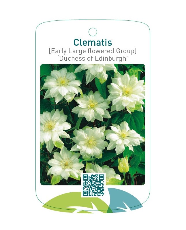 Clematis [Early Large flowered Group] ‘Duchess of Edinburgh’