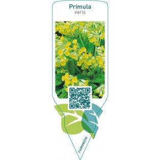 Primula veris  yellow