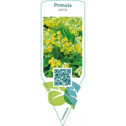 Primula veris  yellow