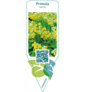Etiquetas de Primula veris  yellow *