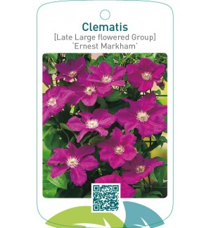 Clematis [Late Large flowered Group] ‘Ernest Markham’
