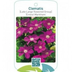Clematis [Late Large flowered Group] ‘Ernest Markham’