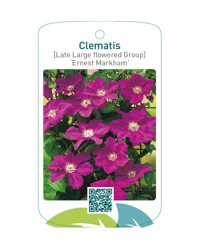Clematis [Late Large flowered Group] ‘Ernest Markham’