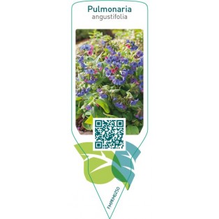 Pulmonaria angustifolia
