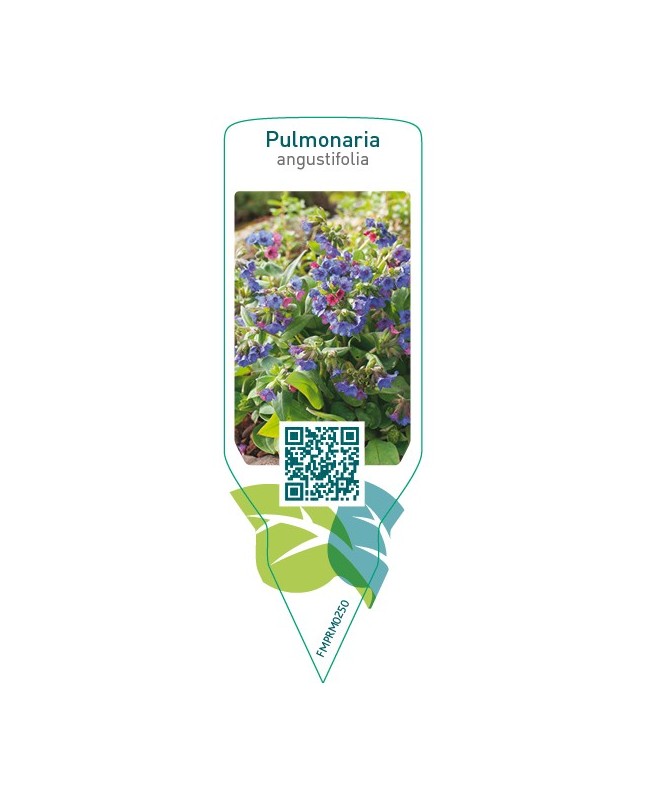 Pulmonaria angustifolia